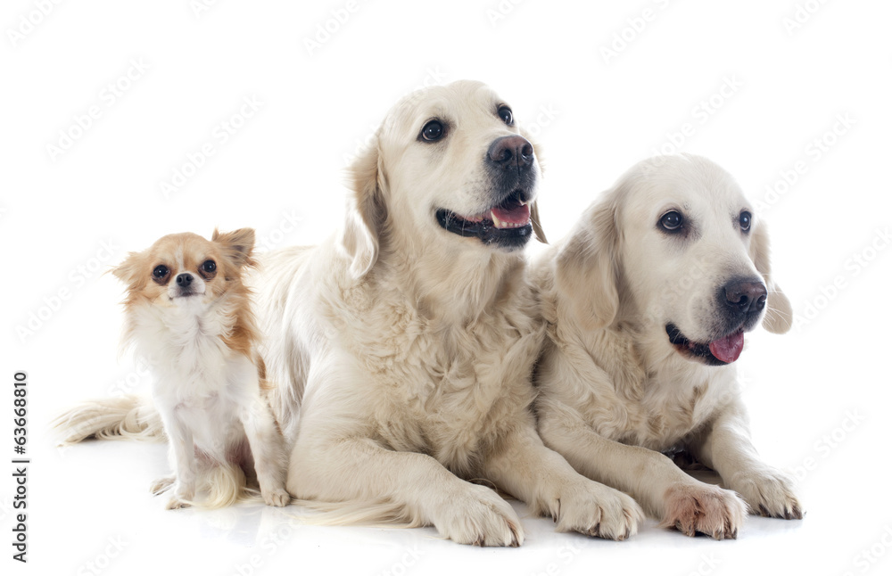 golden retriever and chihuahua golden retriever and chihuahua