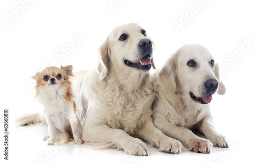 golden retriever and chihuahua