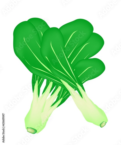 Fresh Green Baby Pakchoi on White Background