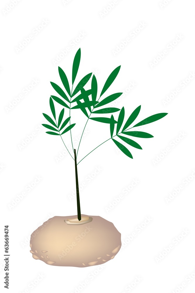 Delicious Fresh Elephant Yams on White Background Delicious Fresh Elephant Yams on White Background