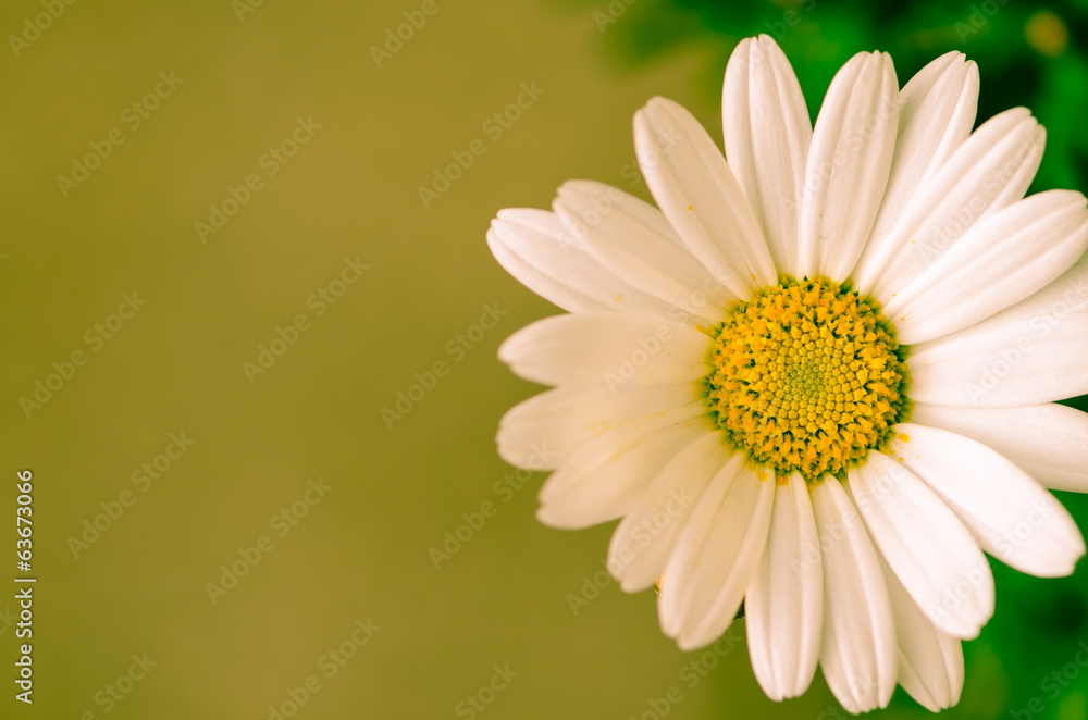 Fototapeta premium daisy