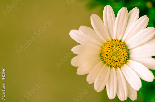 Fototapeta Naklejka Na Ścianę i Meble -  daisy