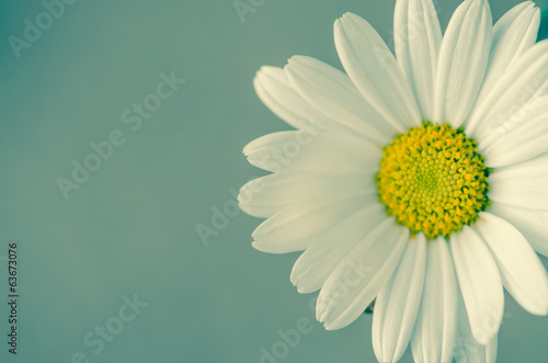 Fototapeta Naklejka Na Ścianę i Meble -  daisy