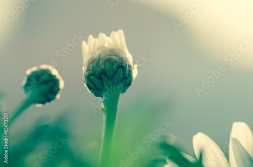 Fototapeta Naklejka Na Ścianę i Meble -  daisy