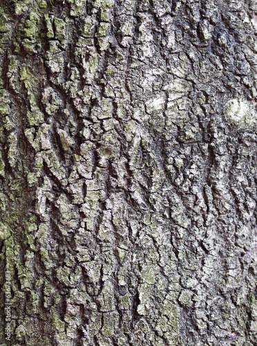 Fototapeta Naklejka Na Ścianę i Meble -  Bark texture tree background pattern