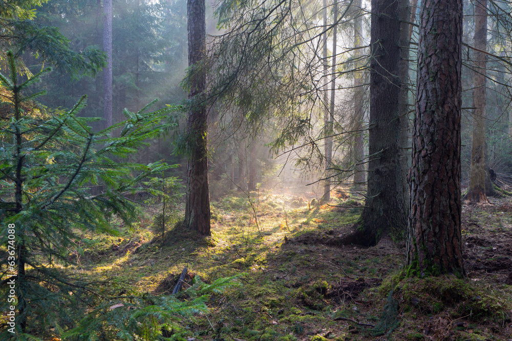 Fototapeta premium Sunbeam entering rich coniferous forest