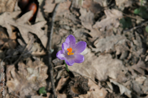 Fiori Crocus Crochi nella neve fioritura invernale