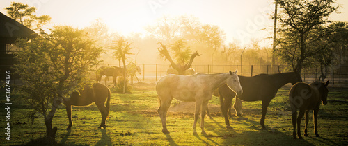 Early Morning Ranch