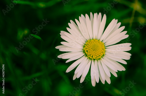 Fototapeta Naklejka Na Ścianę i Meble -  daisy