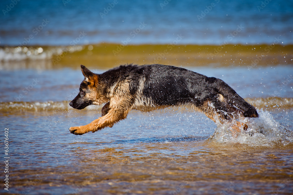 german shepherd puppy jumps in the water