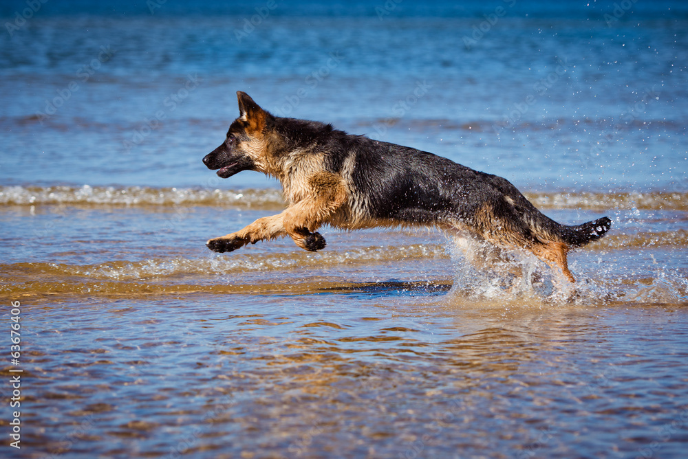 german shepherd puppy running in the sea german shepherd puppy running in the sea
