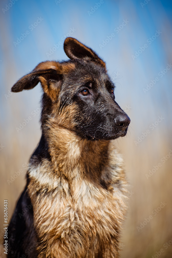german shepherd puppy portrait