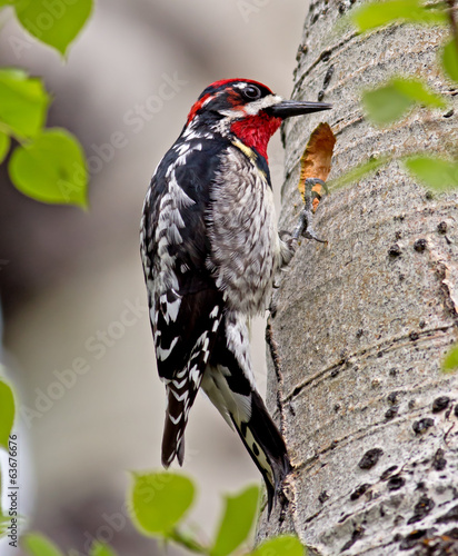 Red-naped Sapsucker