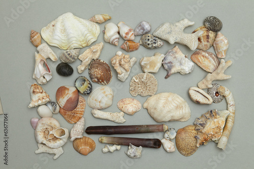 background made ​​of seashells