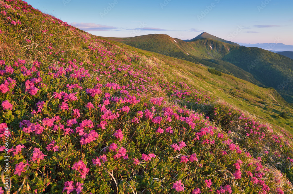 Flowering mountain meadows