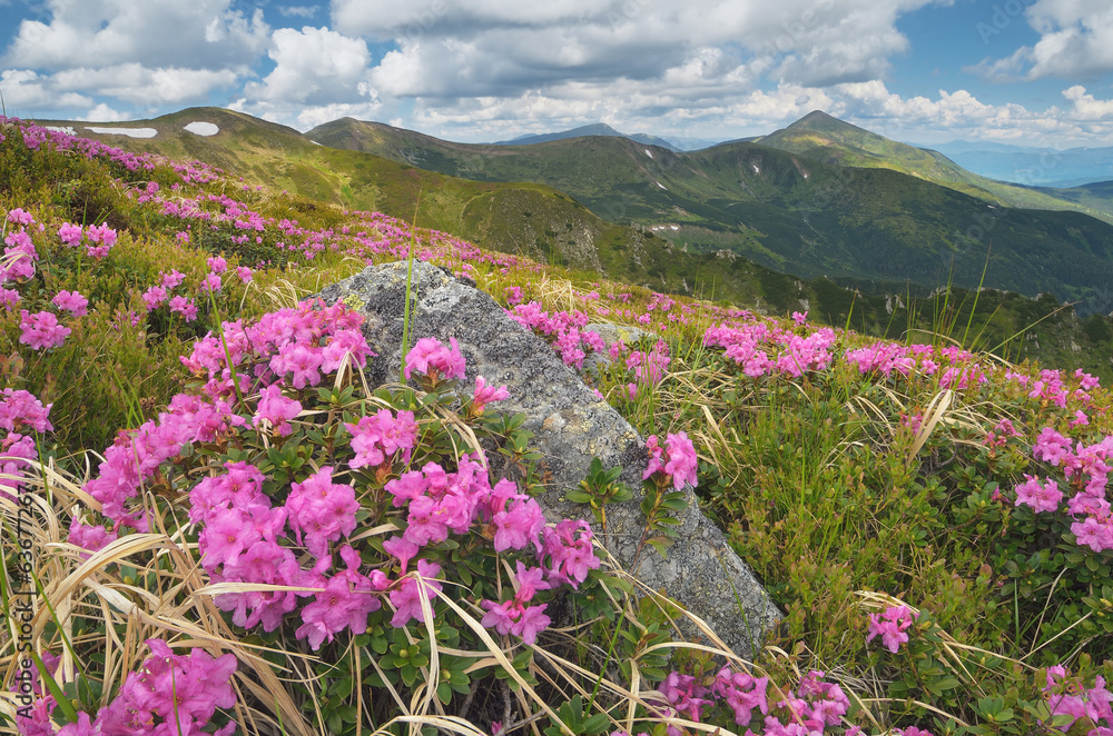 Blooming mountain valley