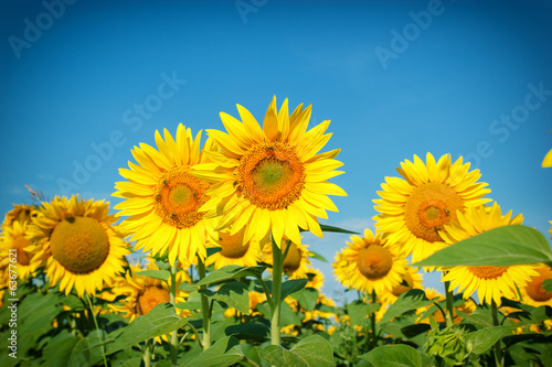 Field of sunflowers - bees collect nectar and pollen