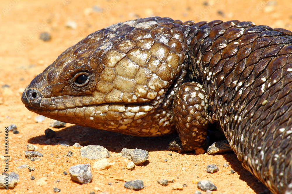 Stumpy tailed lizards (Tiliqua rugosa) abound in rural Australia Stumpy tailed lizards (Tiliqua rugosa) abound in rural Australia