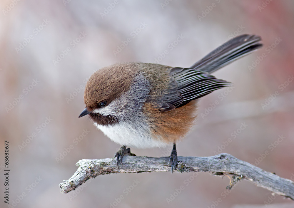 Naklejka premium Boreal Chickadee