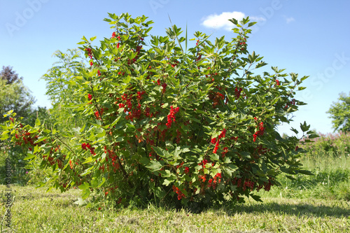 Foto redcurrant bush in the garden
