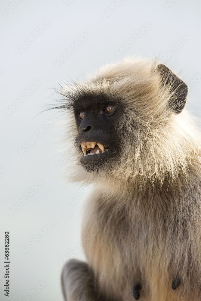 Fototapeta premium Grey langur monkey portrait