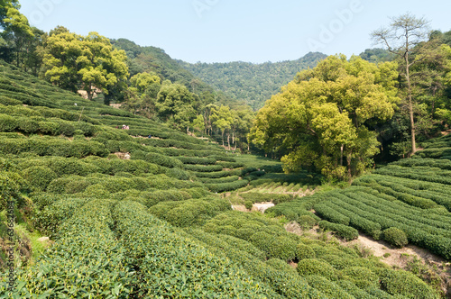 Tea garden © ABCDstock
