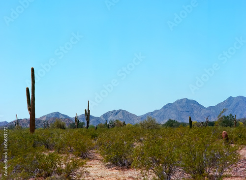 Saguaro Cactus © Paul Moore