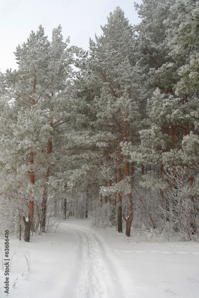 Obraz premium Winter foggy landscape in forest with pines
