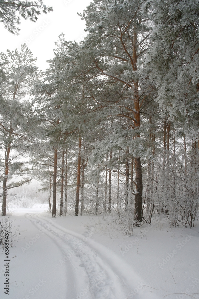Winter foggy landscape in forest with pines Winter foggy landscape in forest with pines