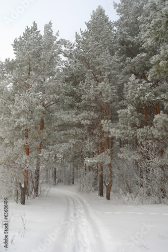Winter foggy landscape in forest with pines