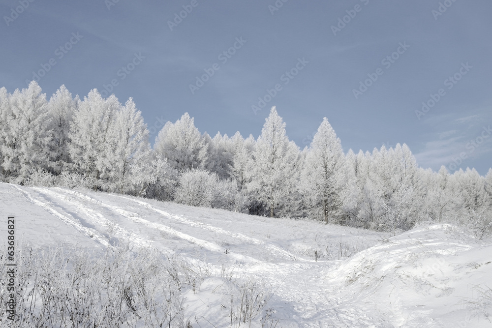 Fototapeta premium Beautiful winter landscape