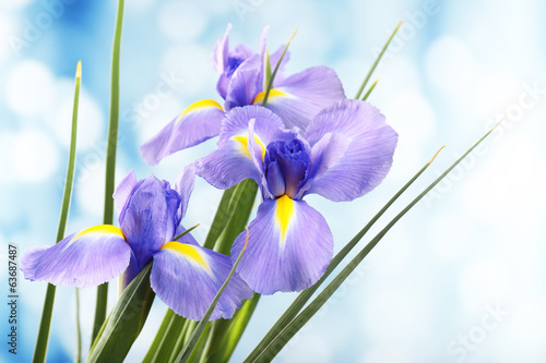 Fototapeta Naklejka Na Ścianę i Meble -  Beautiful iris flower on bright background