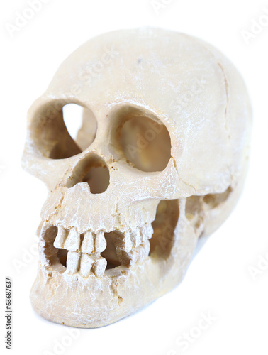 Skull isolated on white