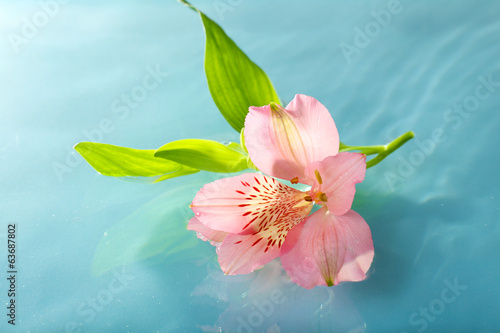 Fototapeta Naklejka Na Ścianę i Meble -  Floating flower close up