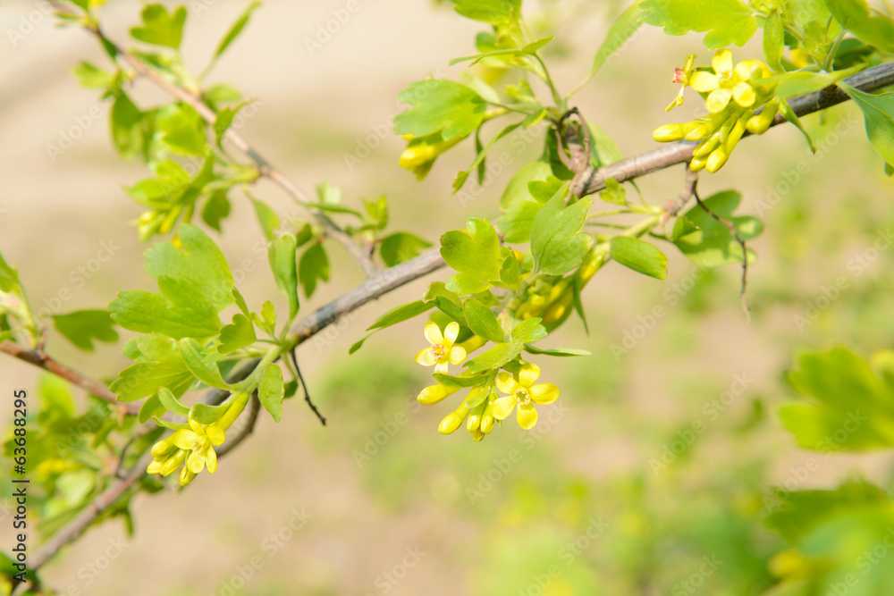 Beautiful spring twig with yellow flowers and leaves, outdoors Beautiful spring twig with yellow flowers and leaves, outdoors