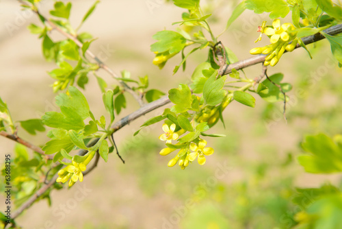 Beautiful spring twig with yellow flowers and leaves, outdoors