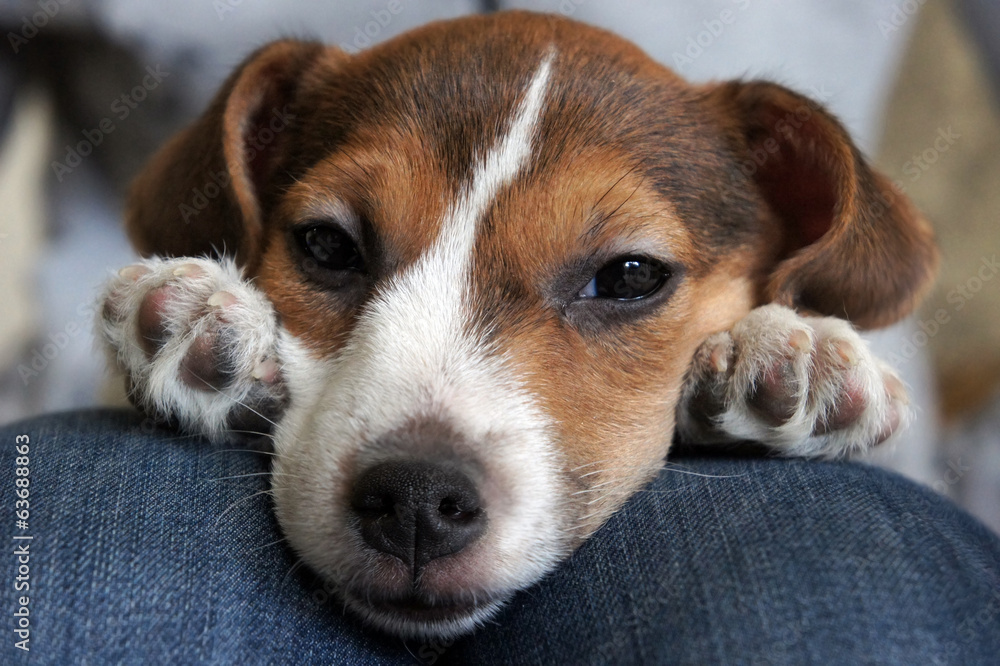 Cute beagle puppy sleep Cute beagle puppy sleep