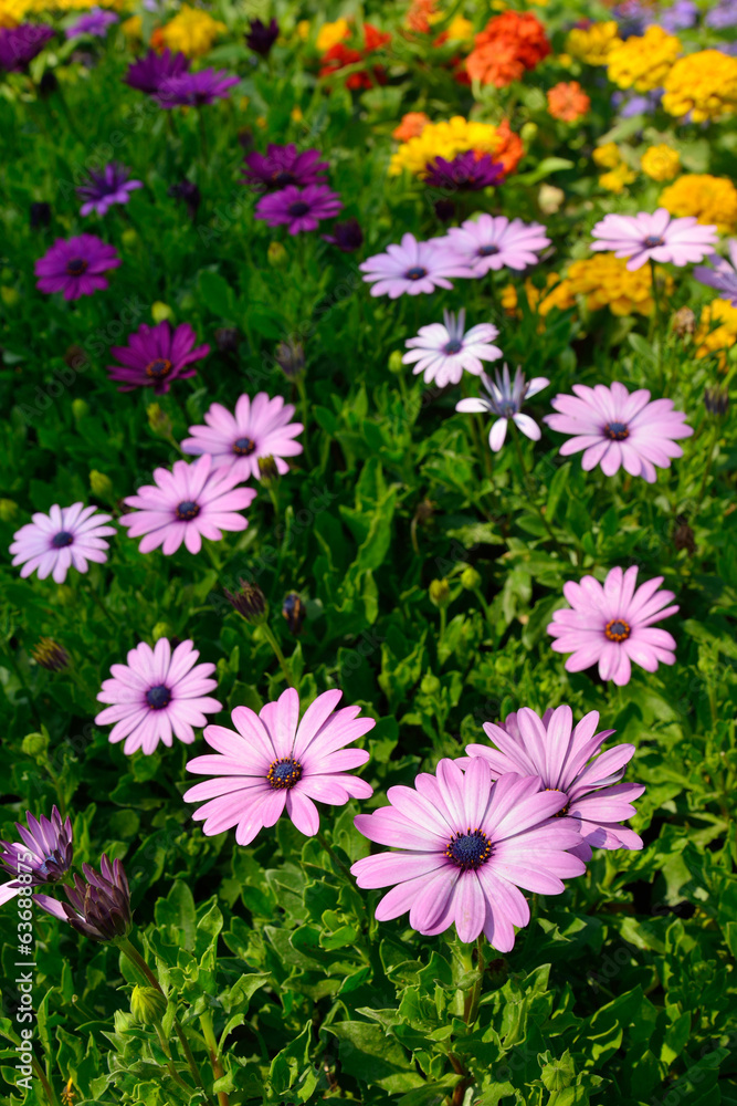 Fototapeta premium flowers in the garden