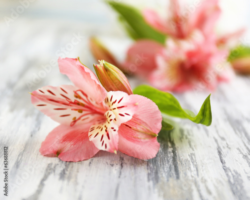 Fototapeta Naklejka Na Ścianę i Meble -  Beautiful Alstroemeria flowers on grey wooden table