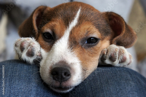 Cute beagle puppy sleep
