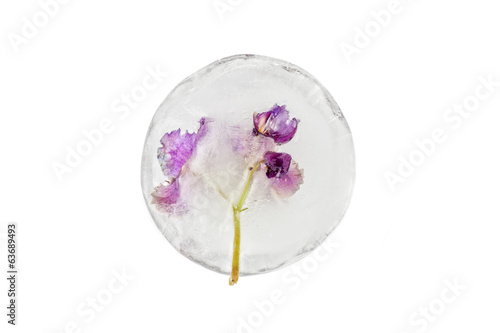 violet flowers frozen at ice