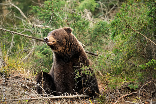 Brown bear