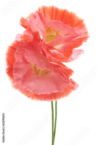 Fototapeta Naklejka Na Ścianę i Meble -  poppy