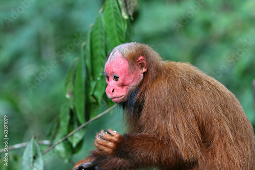 Bald Uakari Monkey