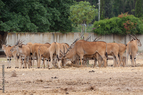 Eland antelope