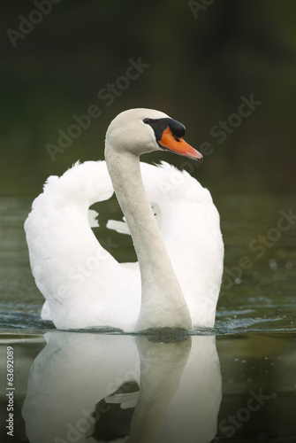 Fototapeta Naklejka Na Ścianę i Meble -  Mute swan swimming