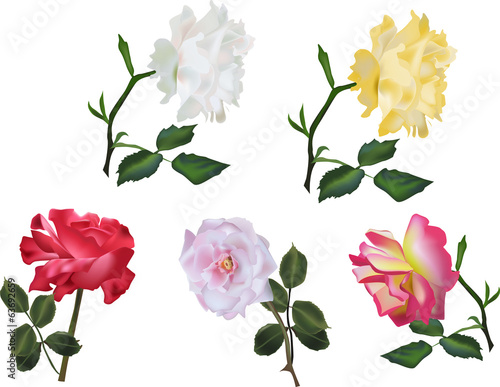 five isolated color roses collection
