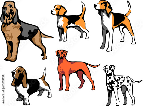 hound dog breeds
