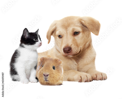 kitten and puppy and guinea pig © Happy monkey