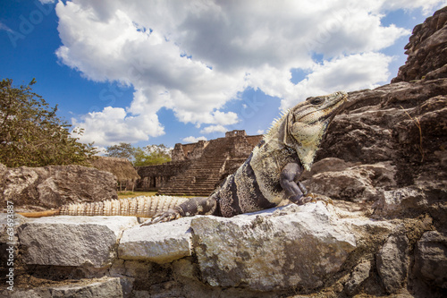 Iguana in foreground over Mayan ruins. Ek-Balam, Yucatan, Mexico